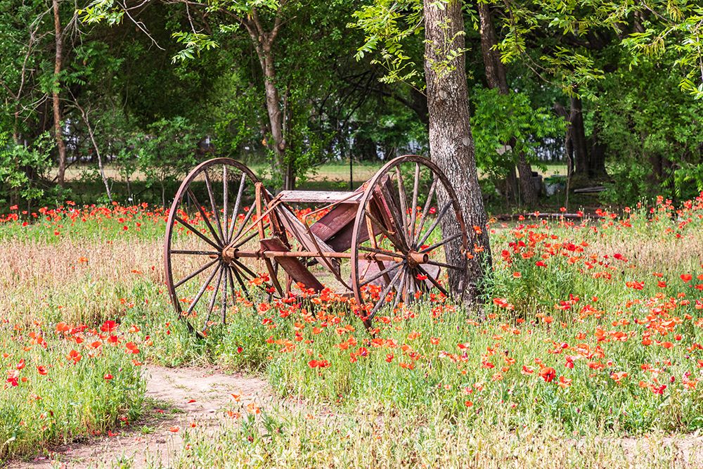 Castroville-Texas-USA-Rusted antique farm equipment in a field of poppies